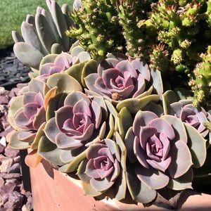 Meet your Posher, Grace